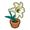 112-lilie-wei%C3%9F-png