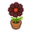 117-cosmea-schwarz-png