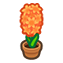 146-hyazinthe-orange-png