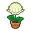 159-crysantheme-wei%C3%9F-png